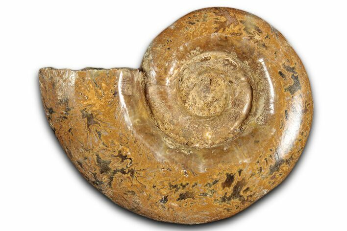 Jurassic Ammonite (Hemilytoceras) Fossil - Madagascar #349146